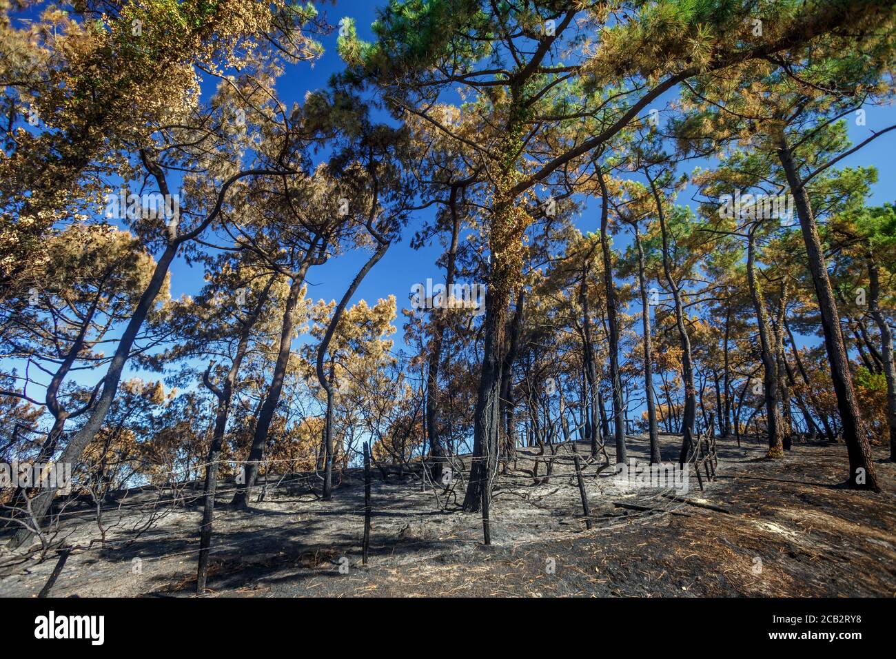 Pini marittimi bruciati (Pinus pinaster) al tempo dell'arson della foresta di Chiberta (Anglet - Pirenei Atlantici - Francia). Wildfire. Blaze. Foto Stock