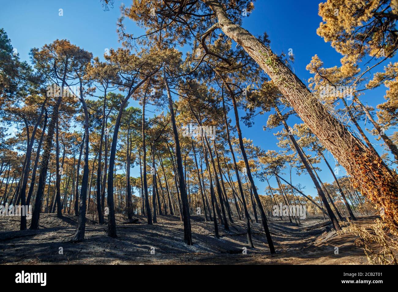 Pini marittimi bruciati (Pinus pinaster) al tempo dell'arson della foresta di Chiberta (Anglet - Pirenei Atlantici - Francia). Wildfire. Blaze. Foto Stock