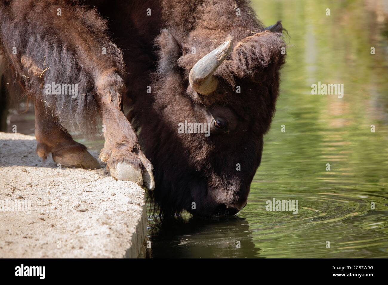 Ritratto di un adulto americano bisonte bere acqua in estate sotto la luce del sole Foto Stock Ritratto di un adulto americano bisonte bere acqua in estate sotto la luce del sole Foto Stock