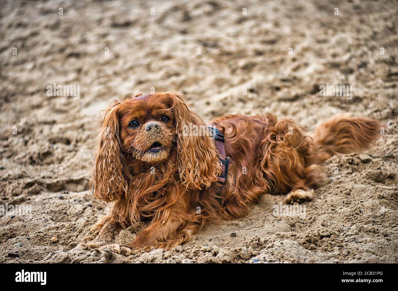 Gioco di cani e romp sulla spiaggia del cane a Langenhagen Vicino ad Hannover presso la Silbersee Foto Stock