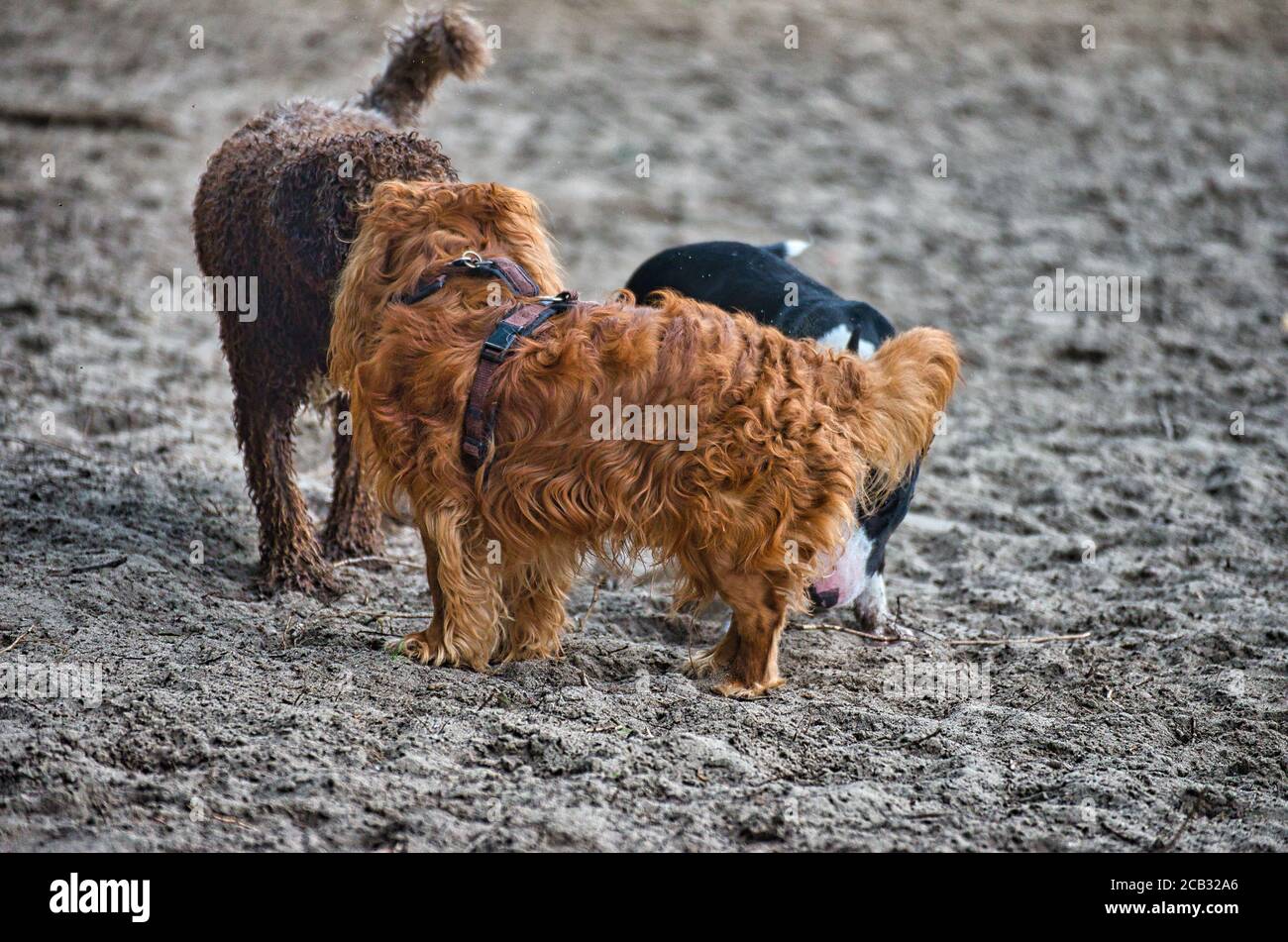 Gioco di cani e romp sulla spiaggia del cane a Langenhagen Vicino ad Hannover presso la Silbersee Foto Stock