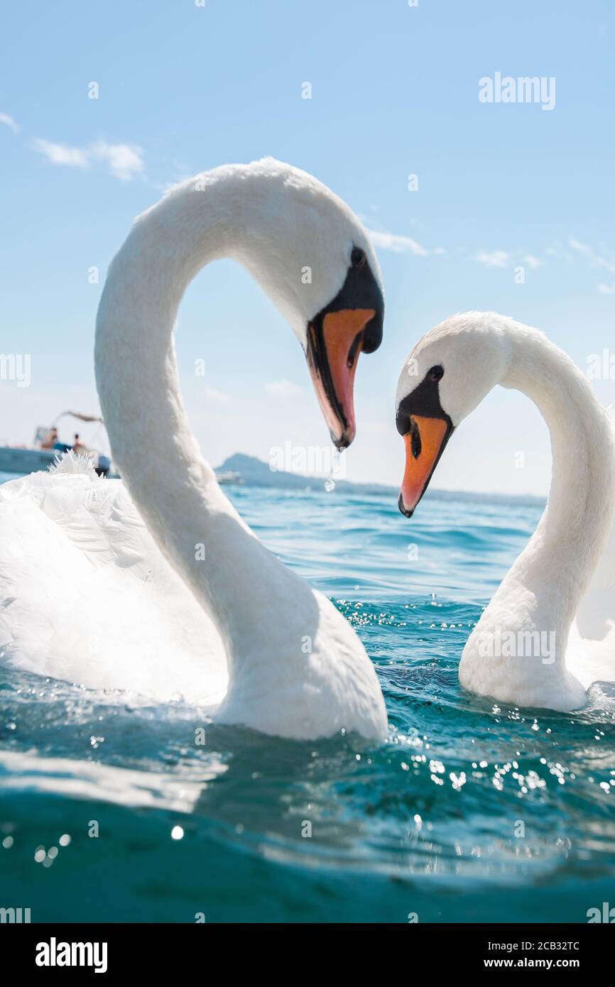 Nuoto cigno bianco, lago di garda, Italia, acqua blu, cielo limpido Foto Stock