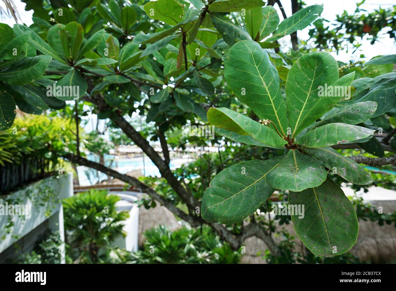 Primo piano mandorla indiana verde nella famiglia di leadwood tree tra edifici ecologici naturali Foto Stock