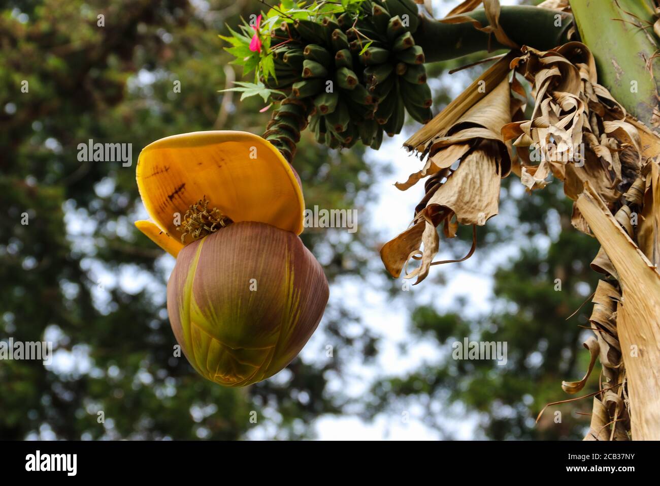 Banana fiore e piccole banane verdi che crescono su un albero Foto Stock