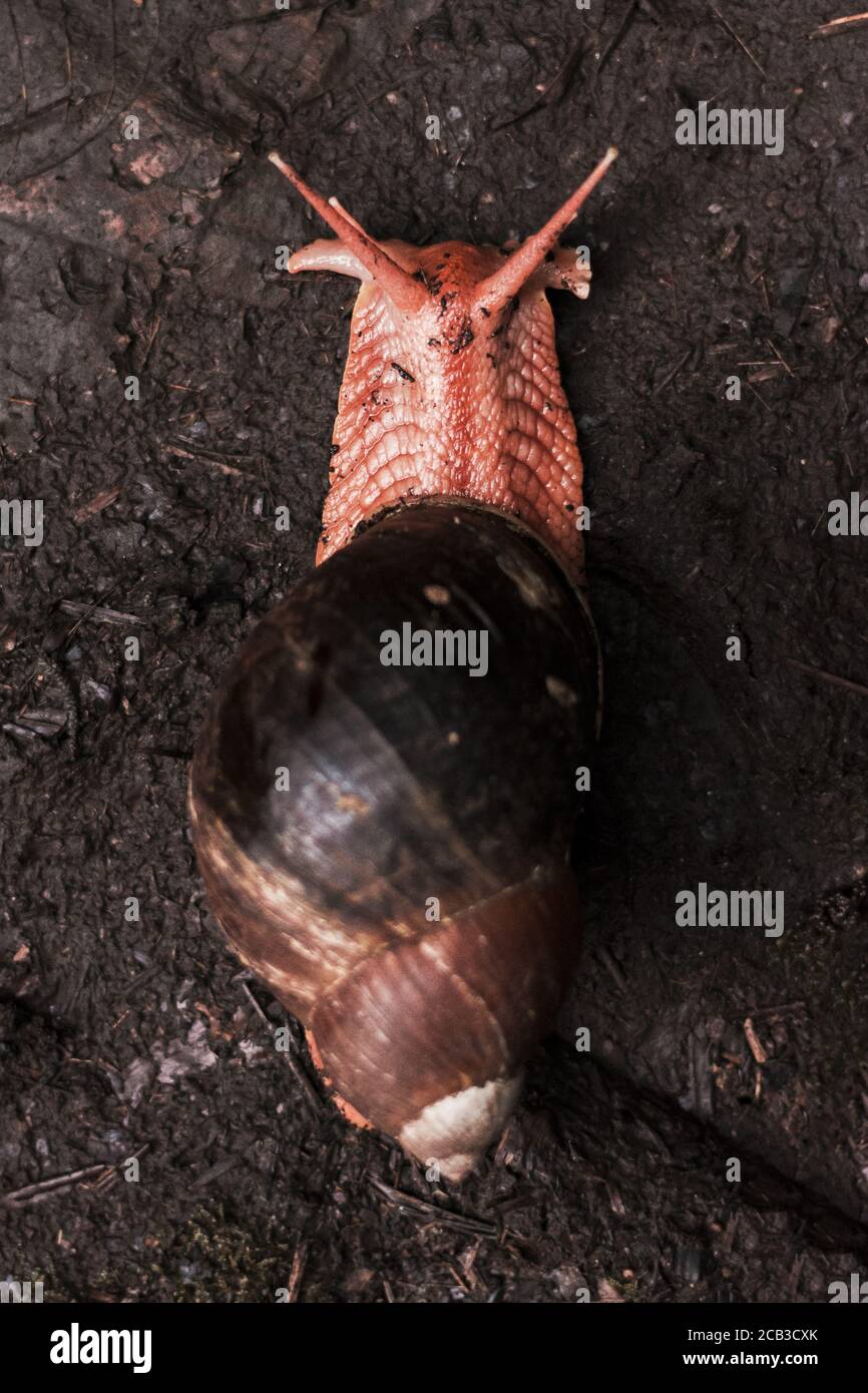 Scatto verticale ad angolo elevato di una lumaca che striscia su un terreno fangoso dopo pioggia Foto Stock