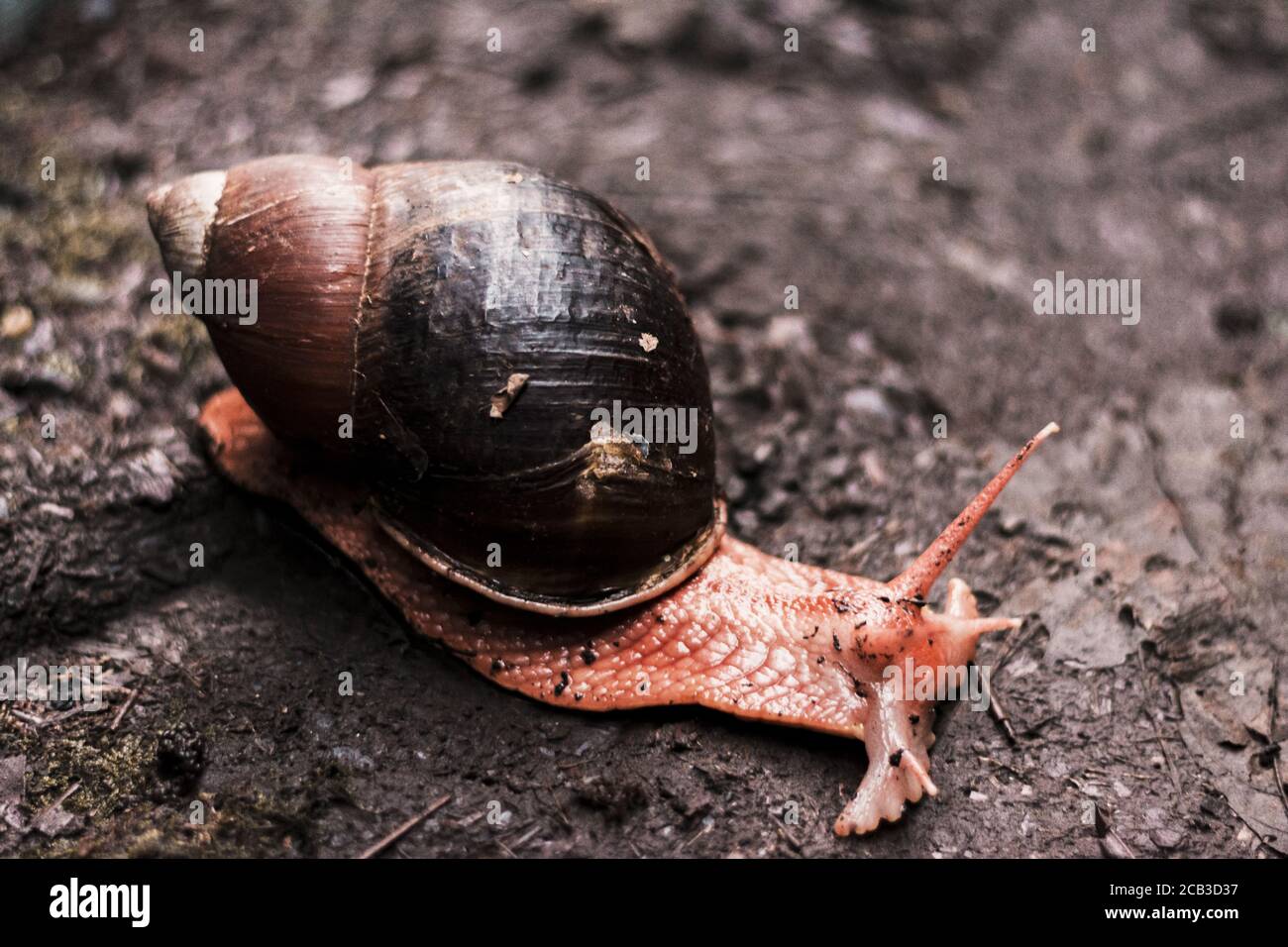 Primo piano di una lumaca strisciata su un terreno fangoso dopo la pioggia Foto Stock