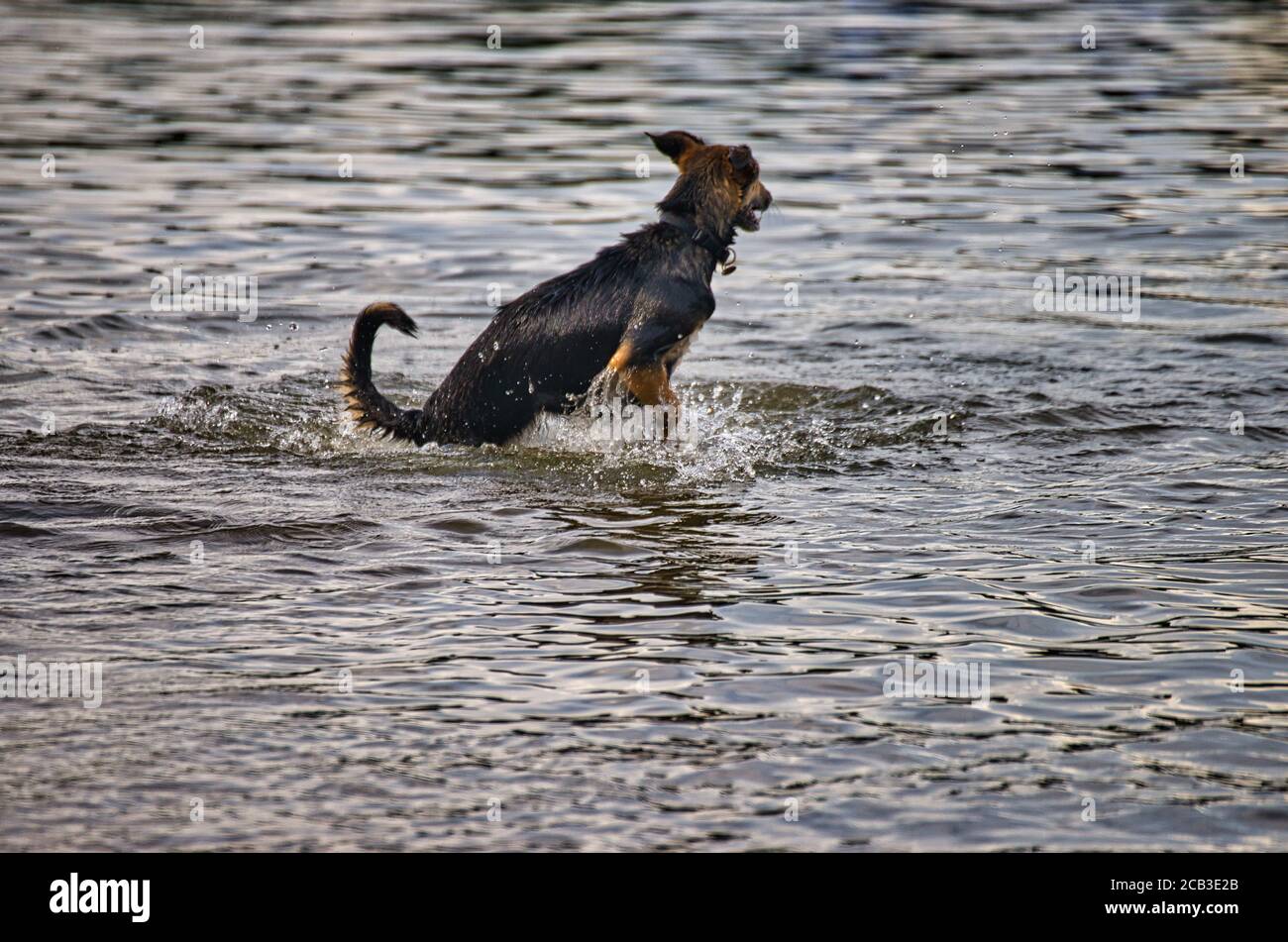 Gioco di cani e romp sulla spiaggia del cane a Langenhagen Vicino ad Hannover presso la Silbersee Foto Stock