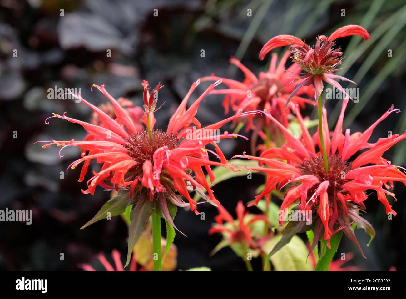 Monarda Didyma o Scarlet Beebalm 'squark' in fiore Foto Stock