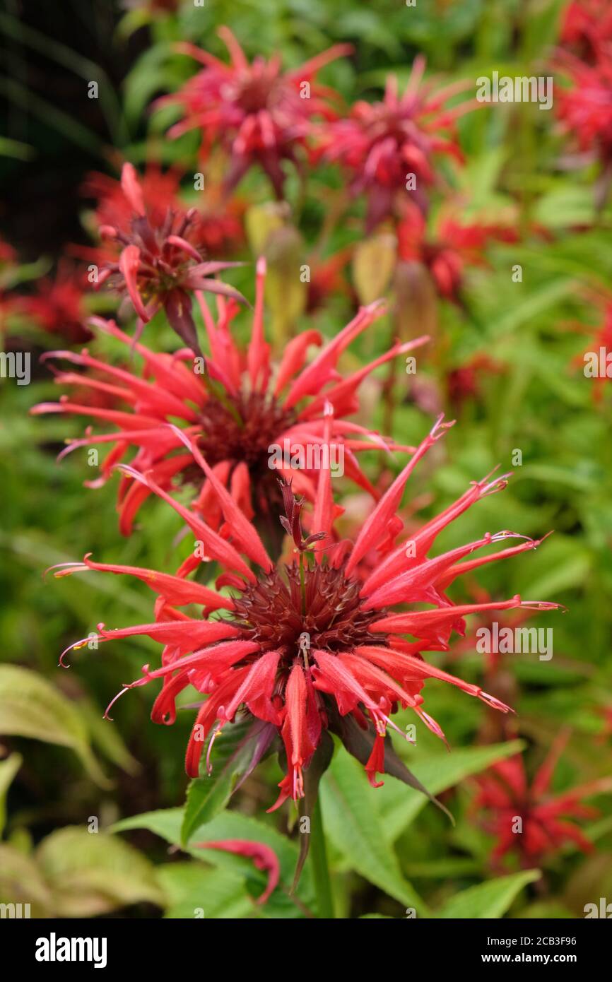 Monarda Didyma o Scarlet Beebalm 'squark' in fiore Foto Stock