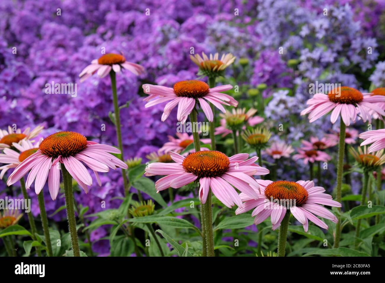 Porpora Echinacea purpurea coneflower 'Rubinstern' in fiore Foto Stock