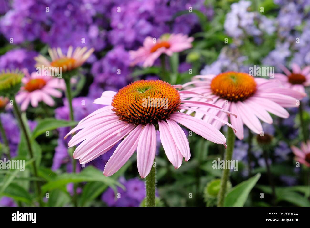 Porpora Echinacea purpurea coneflower 'Rubinstern' in fiore Foto Stock