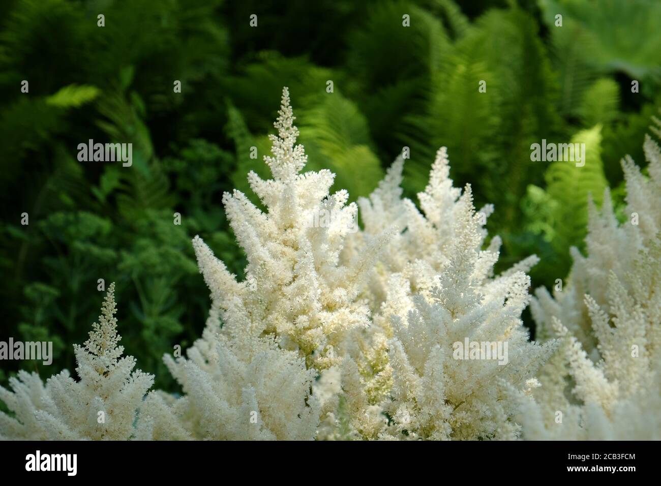 L'astilbe bianca 'la barba del falso buck' in fiore durante l'estate mesi Foto Stock