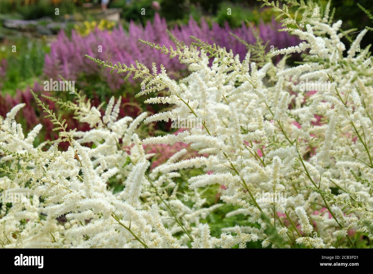 L'astilbe bianca 'la barba del falso buck' in fiore durante l'estate mesi Foto Stock