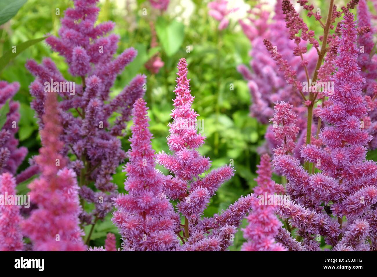 L'astilbe cinese rosa 'la barba del falso buck' in fiore durante il mesi estivi Foto Stock