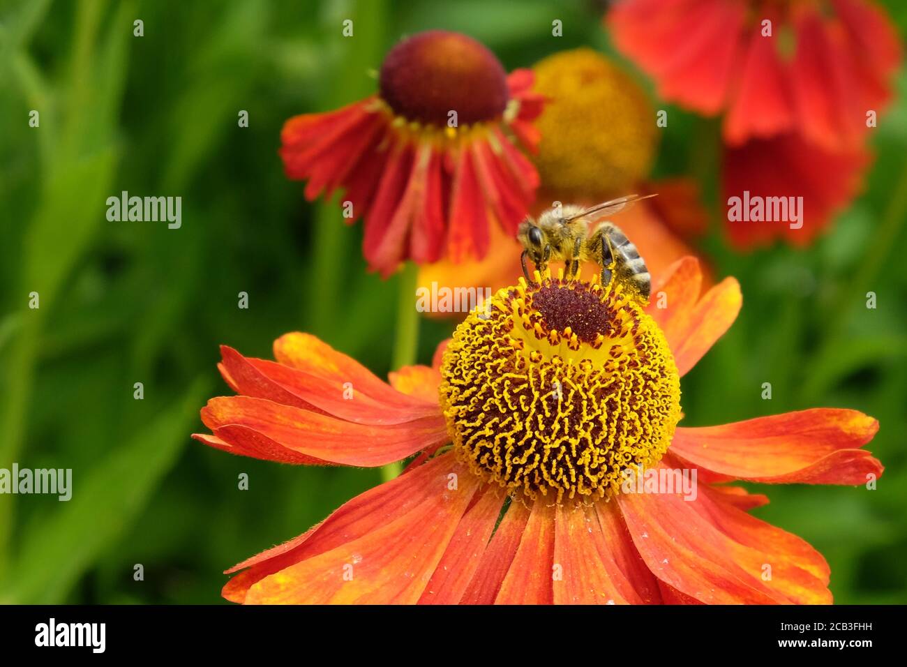 Un'ape di miele su Helenium 'Moerheim Beauty' sneezeweed in fiore durante i mesi estivi Foto Stock