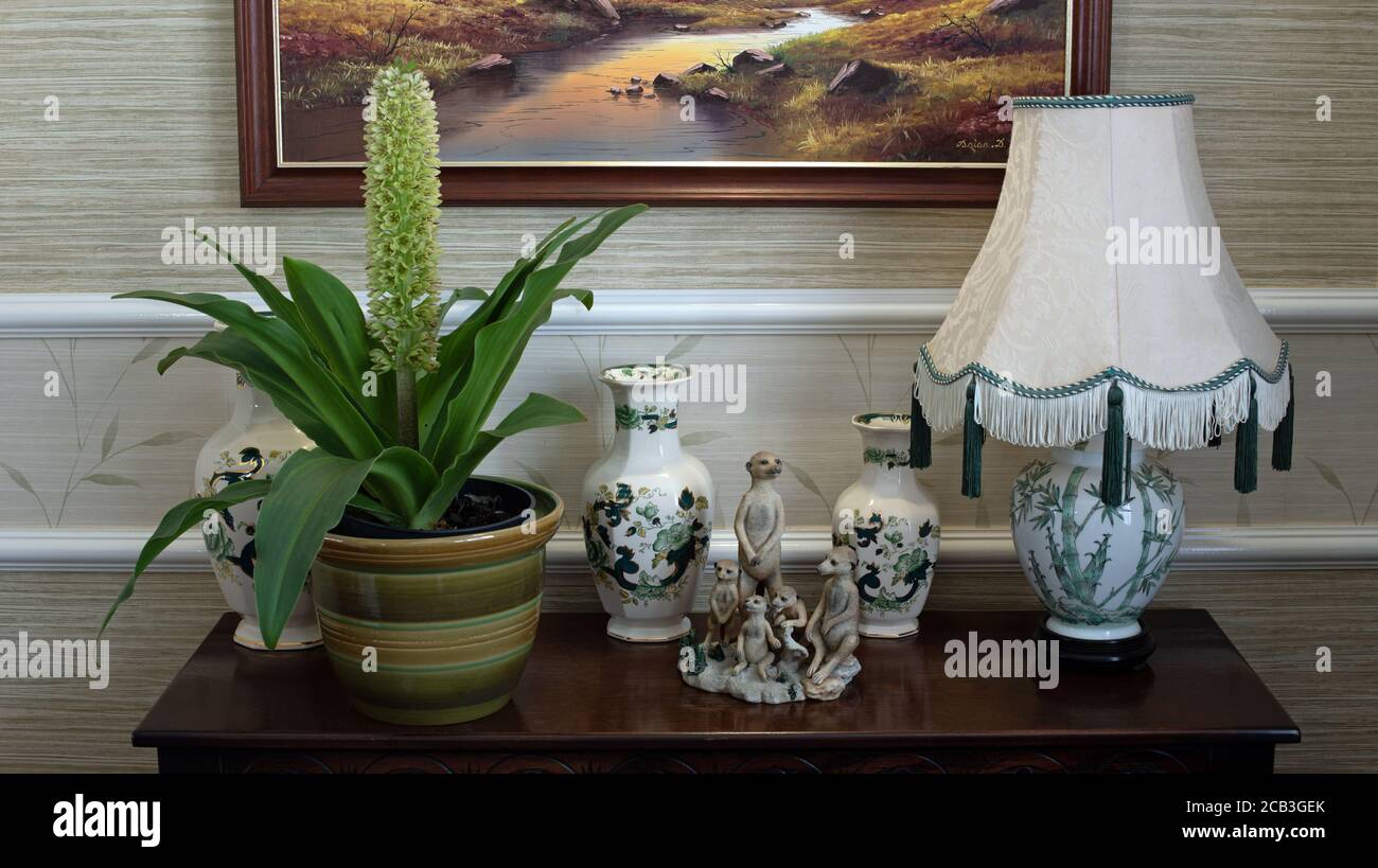 Eucomis in vaso su libreria Foto Stock