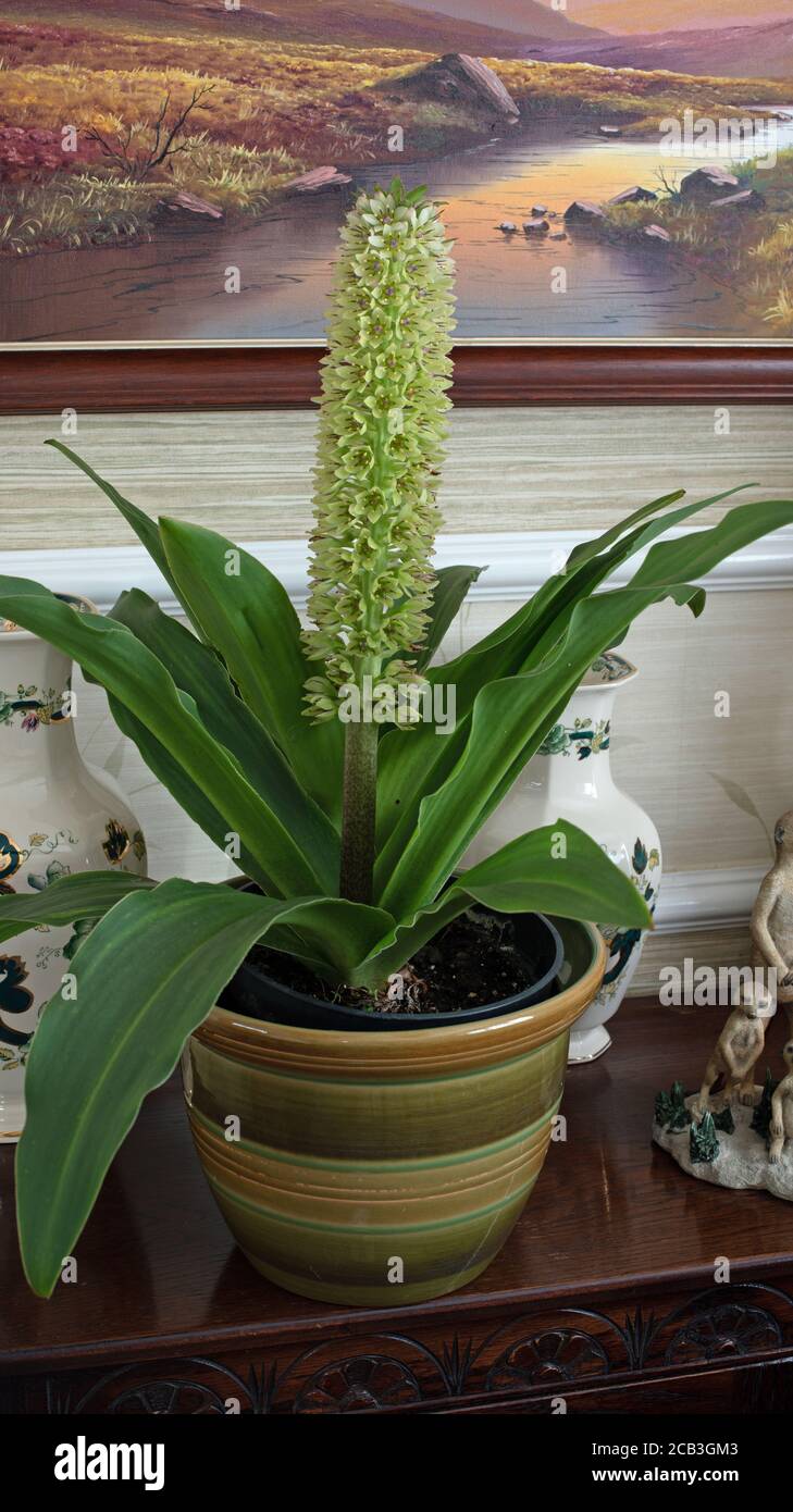 Eucomis in vaso su libreria Foto Stock