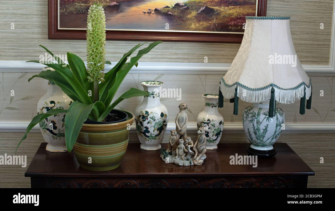 Eucomis in vaso su libreria Foto Stock