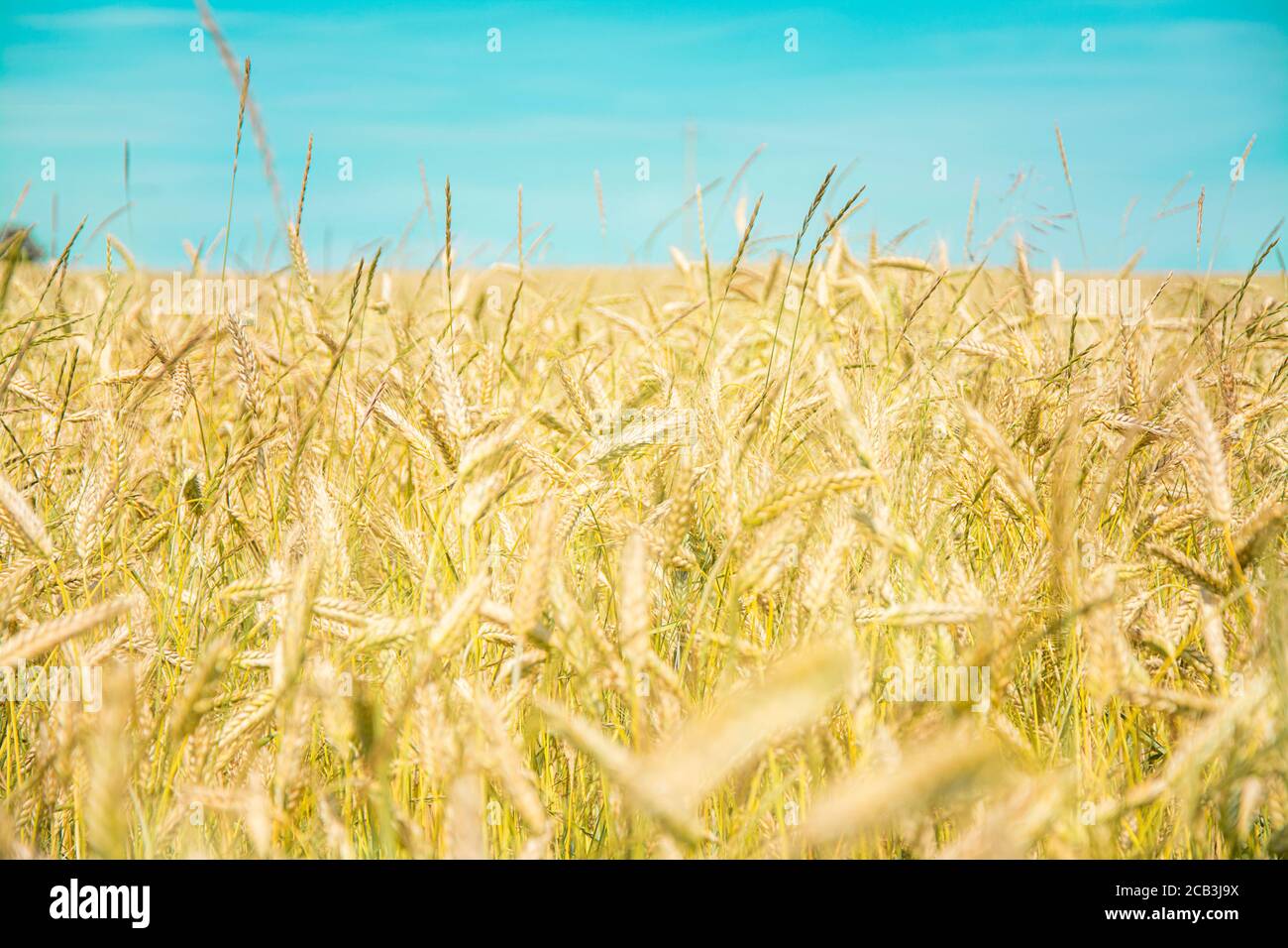 Grano archiviato, campo di erba asciutta. Giorno di sole Foto Stock