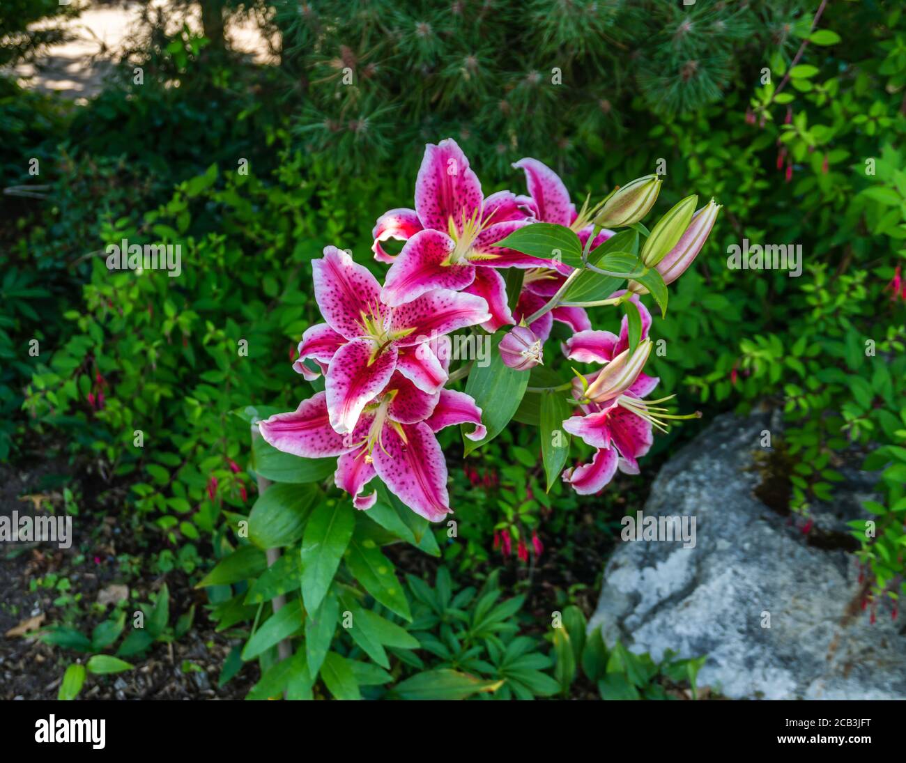 Un primo piano di fiori rossi macchiati. Foto Stock