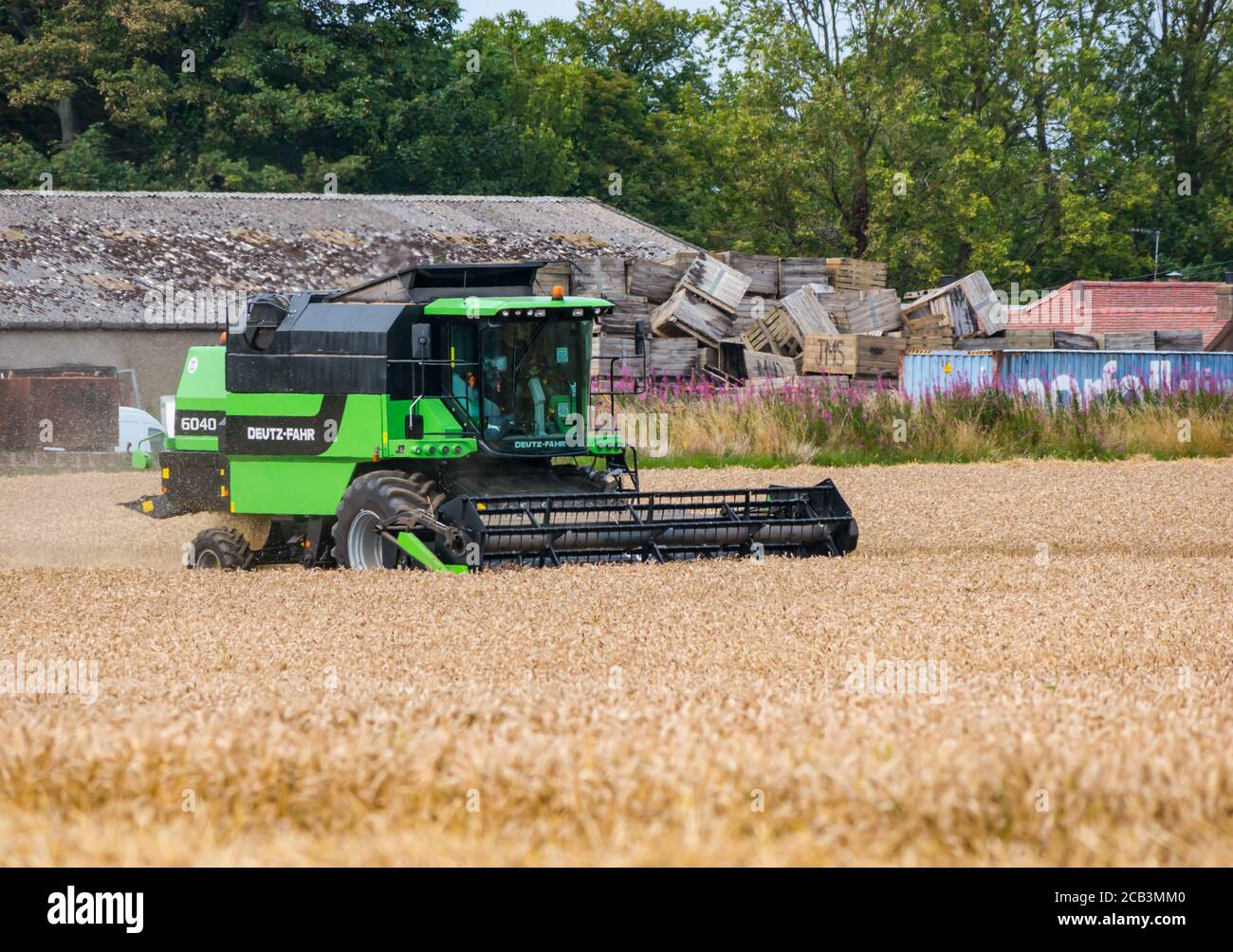 East Lothian, Scozia, Regno Unito, 10 agosto 2020. Tempo nel Regno Unito: Un campo di grano viene raccolto da una mietitrebbia Deutz-Fahr a Mungoswells in estate Foto Stock