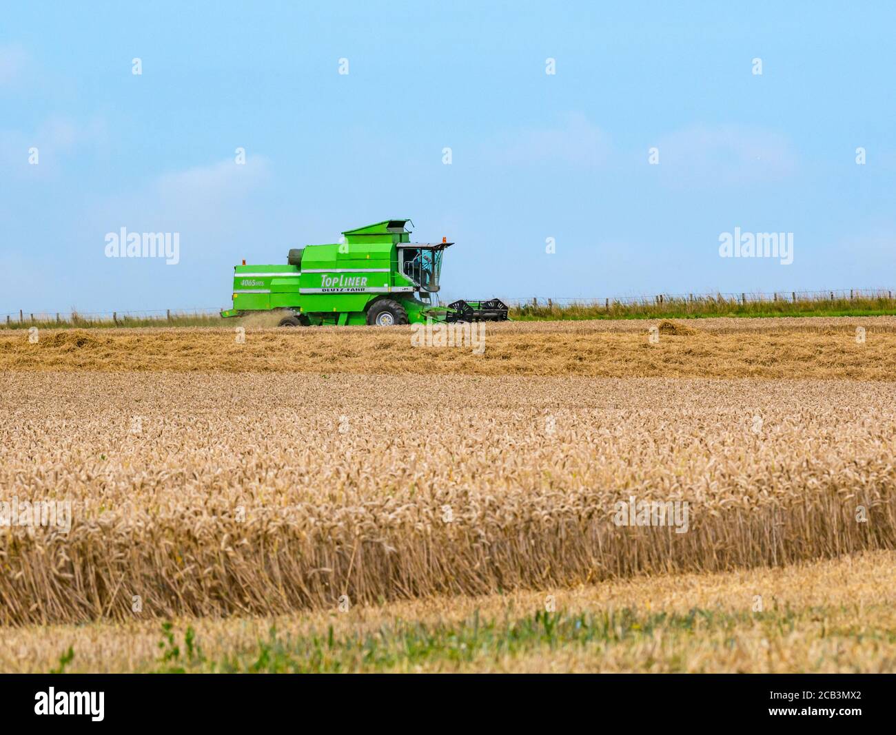 East Lothian, Scozia, Regno Unito, 10 agosto 2020. Tempo nel Regno Unito: Un campo di grano viene raccolto da una mietitrebbia Deutz-Fahr a Mungoswells in estate Foto Stock