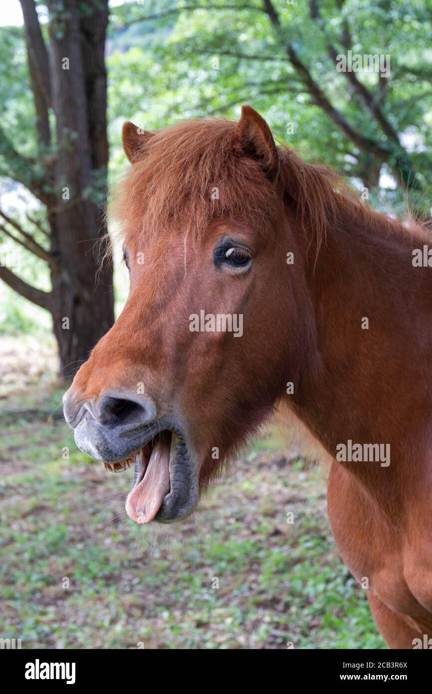 Divertente primo piano cavallo Foto Stock
