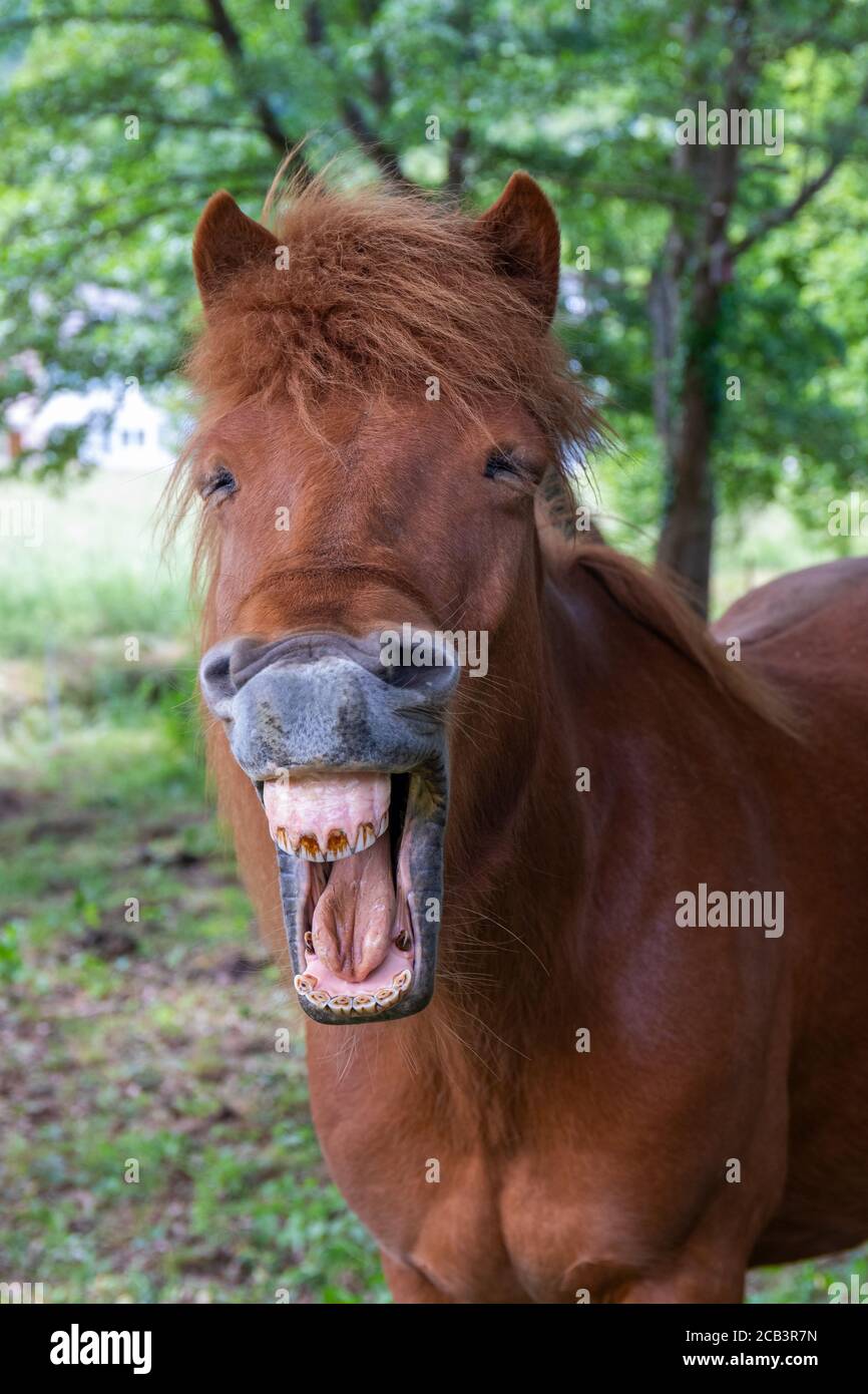 Divertente primo piano cavallo Foto Stock