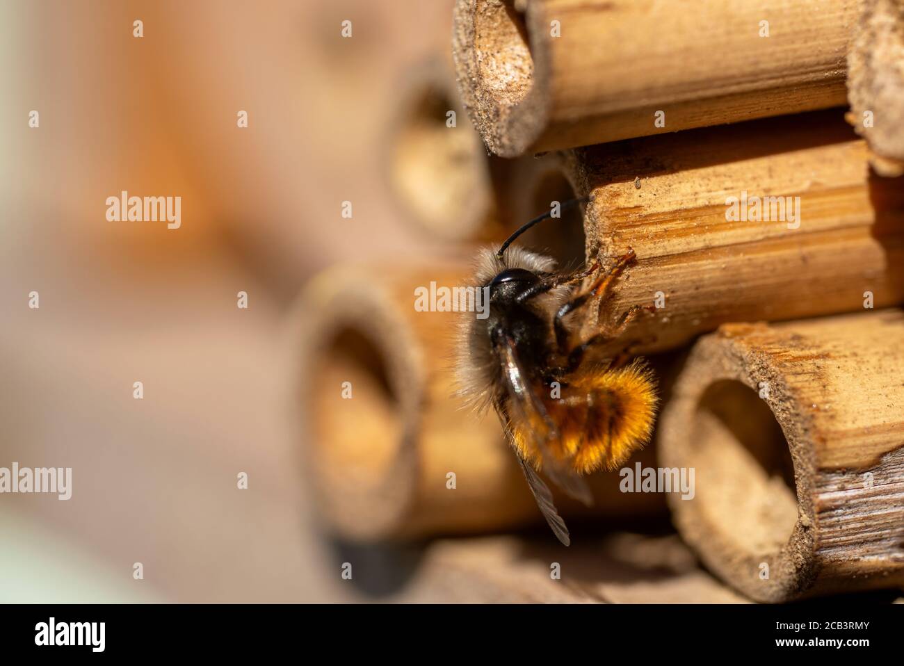 Vicino a un hotel di Bee on Insect Foto Stock