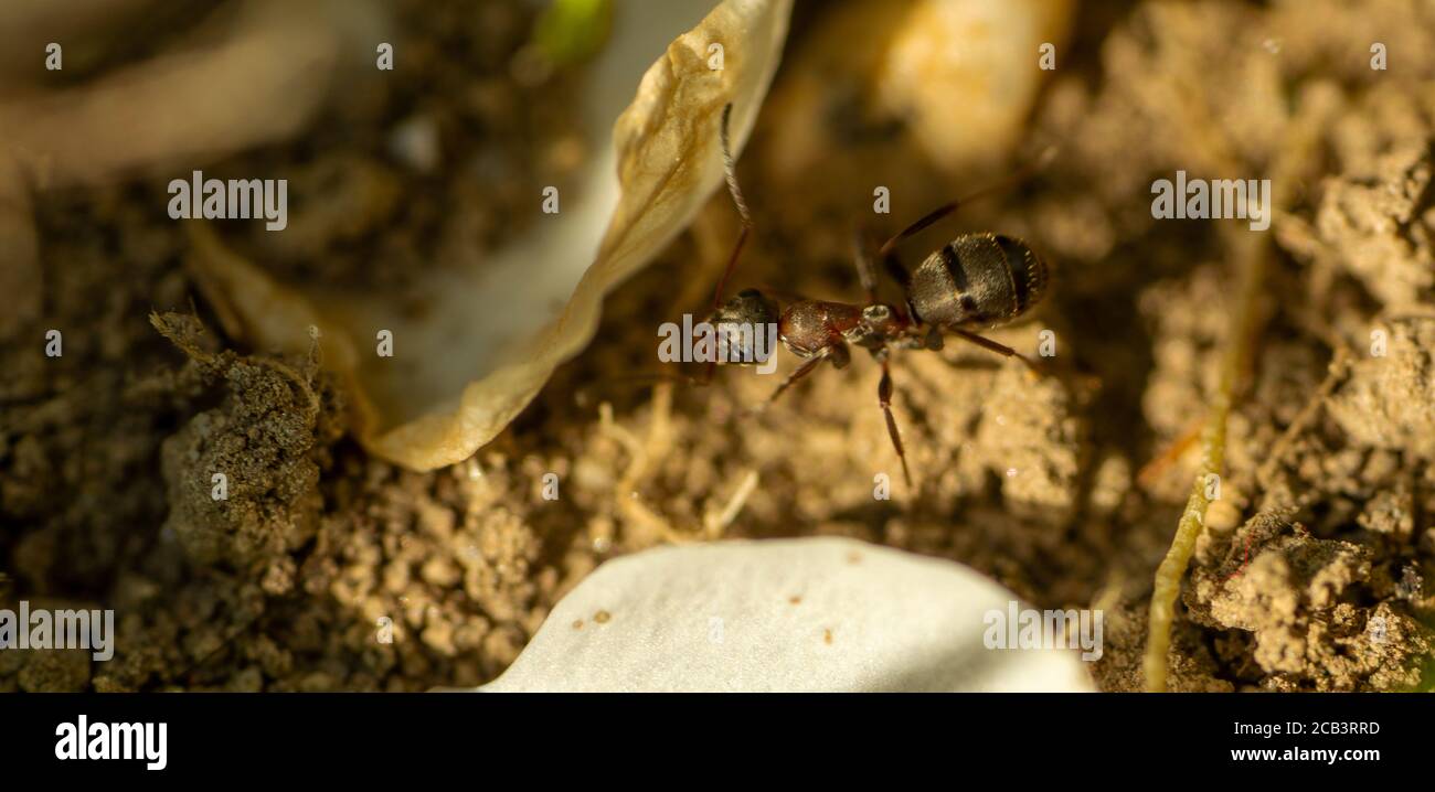 Primo piano di una formica in sporcizia Foto Stock