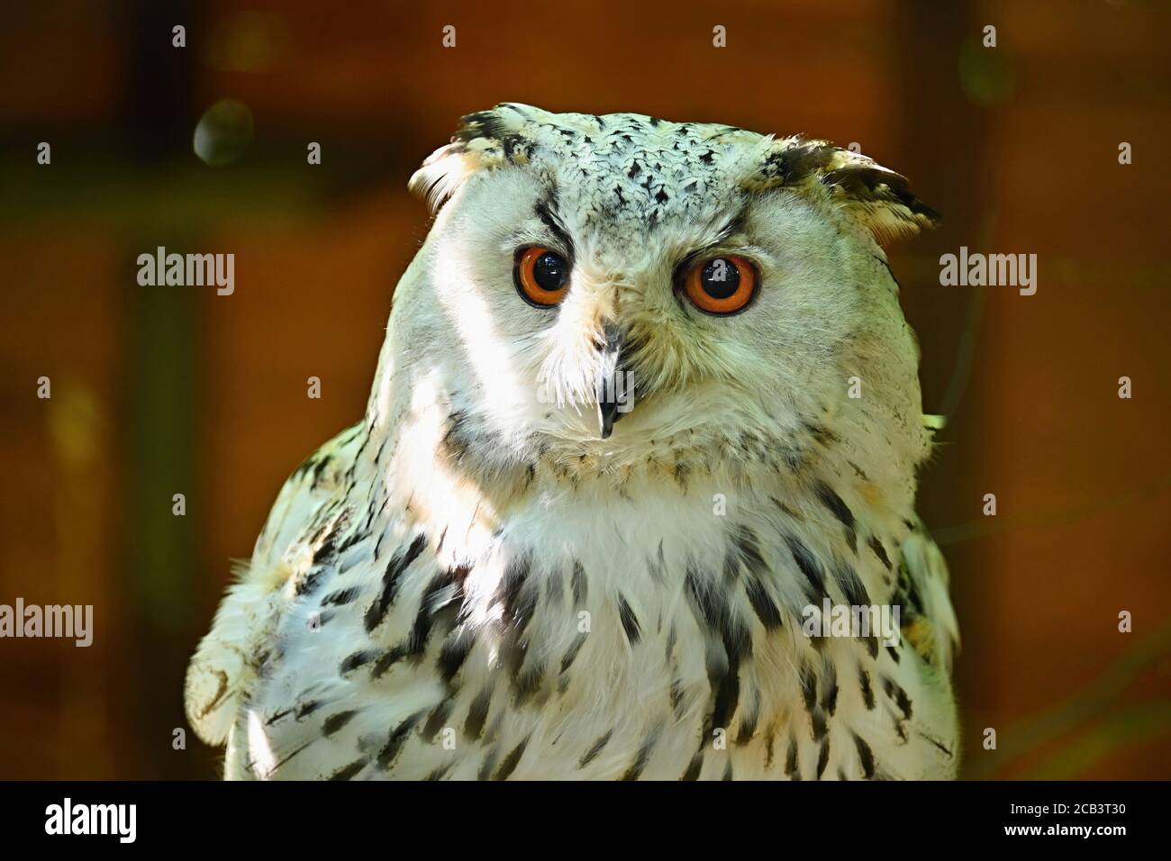 Bellissimo scatto di un uccello di preda - grande aquila OWL.(Bubo bubo sibiricus) Foto Stock