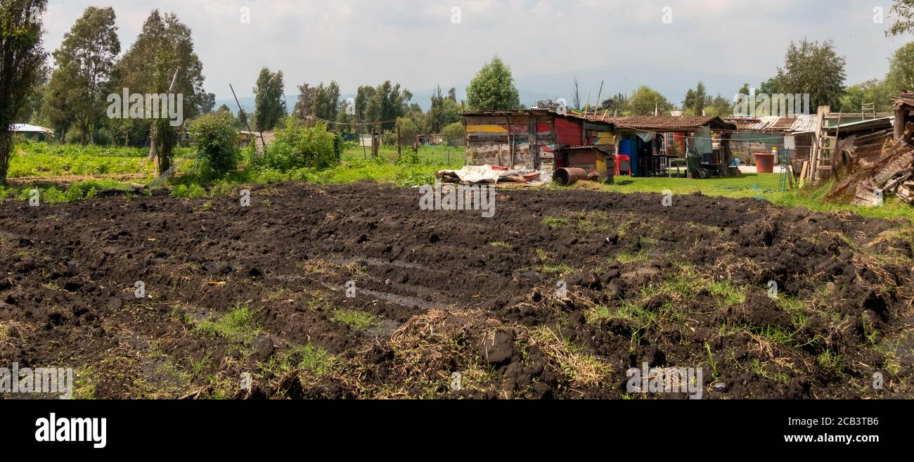 Crop Strips, di un agricoltore in estrema povertà. Autoconsumo Foto Stock