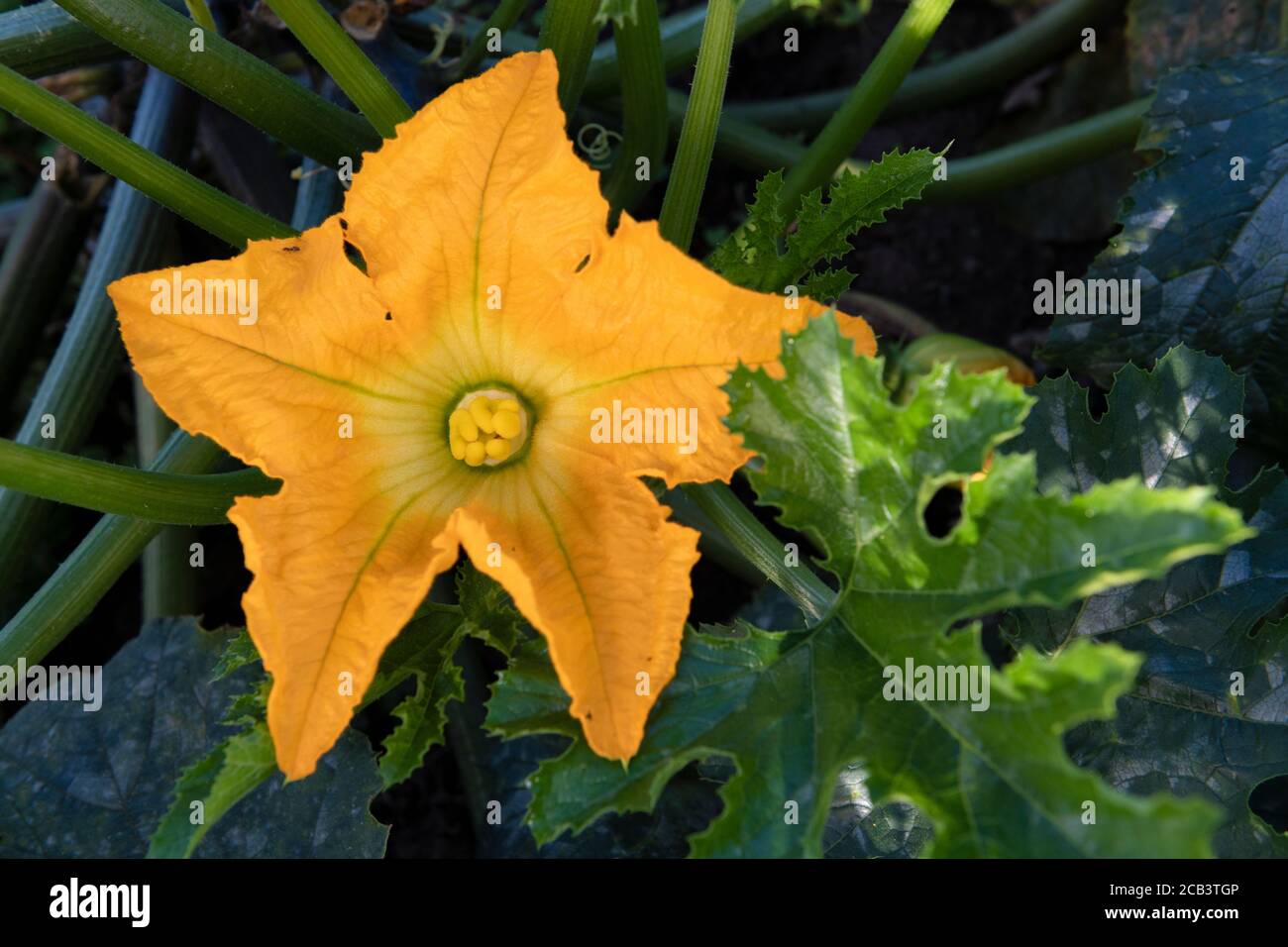 fiore di zucchine organico giallo profondo con fogliame verde che cresce una sala di assegnazione per la sovrapposizione di testo e lo spazio di copia Foto Stock