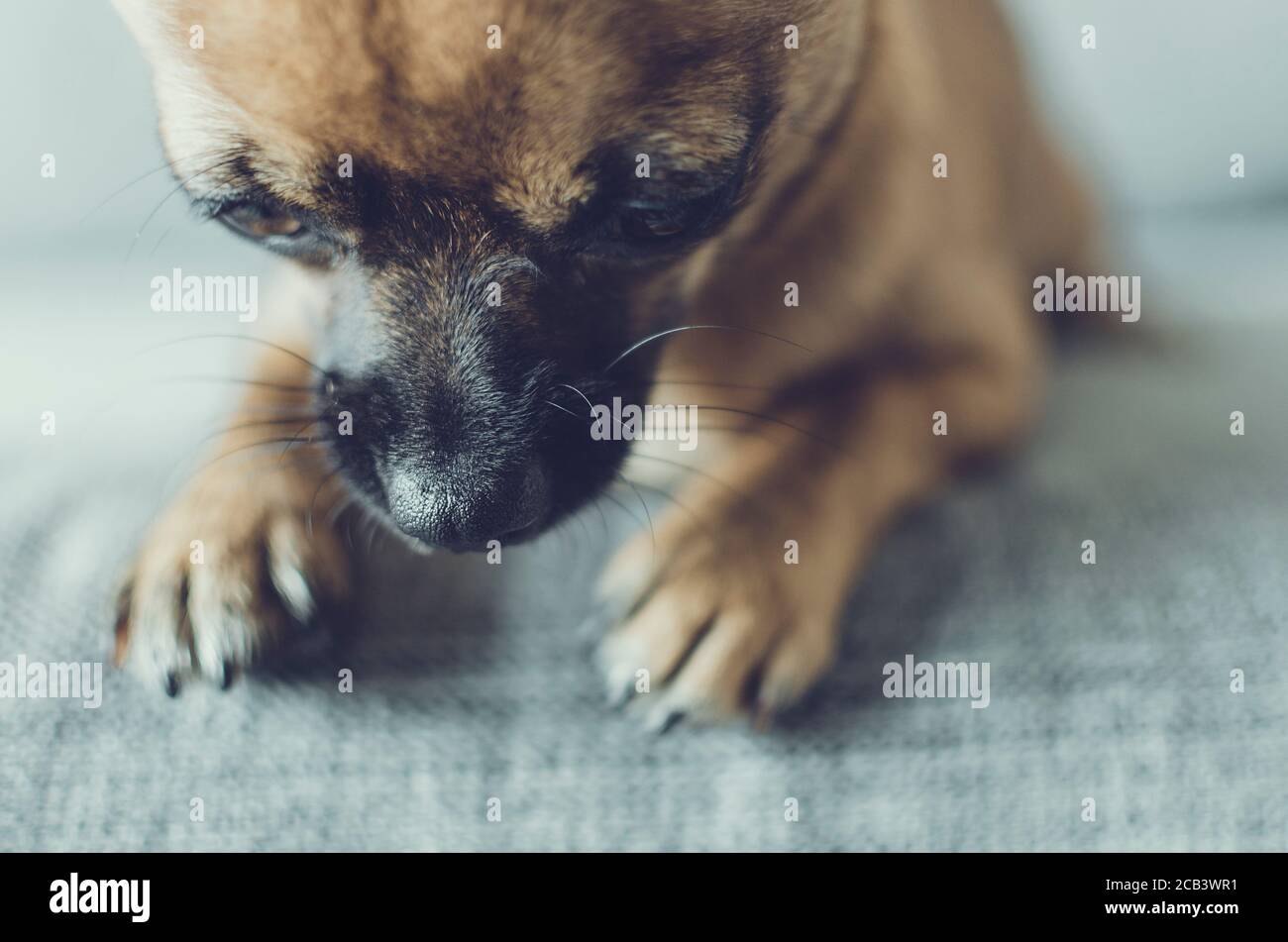 Primo piano di un simpatico chihuahua che guarda verso il basso. Fuoco selettivo sul suo naso. Sfondo sfocato. Foto Stock