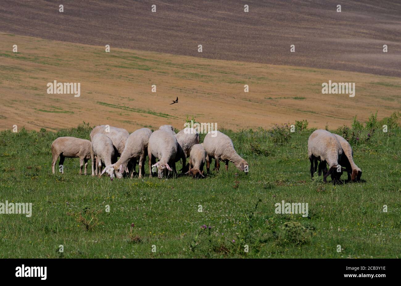 gregge di pecore pascolano su un prato verde Foto Stock