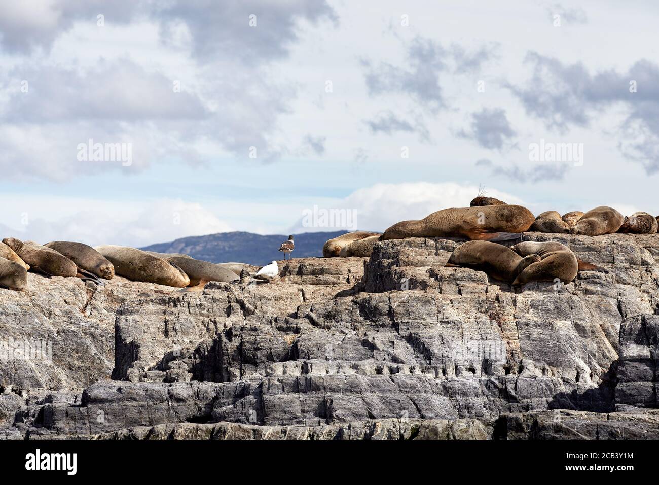 Leoni marini che riposano su un'isola rocciosa nel canale di Beagle, Argentina, Sud America Foto Stock