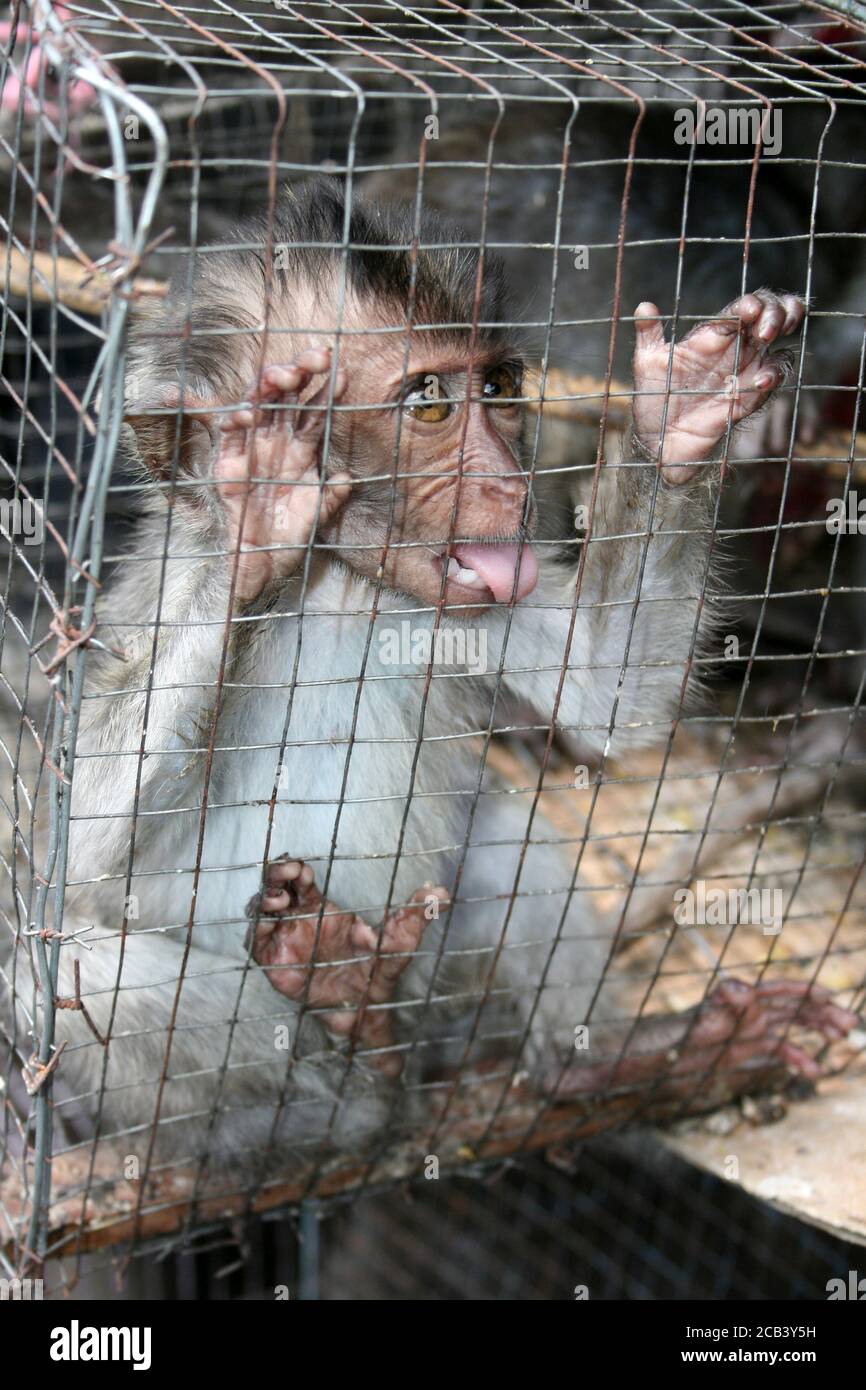 I capretti Crab-eating Macaque Macaca fascicularis ingabbiata in un uccello indonesiano & mercato degli animali Foto Stock