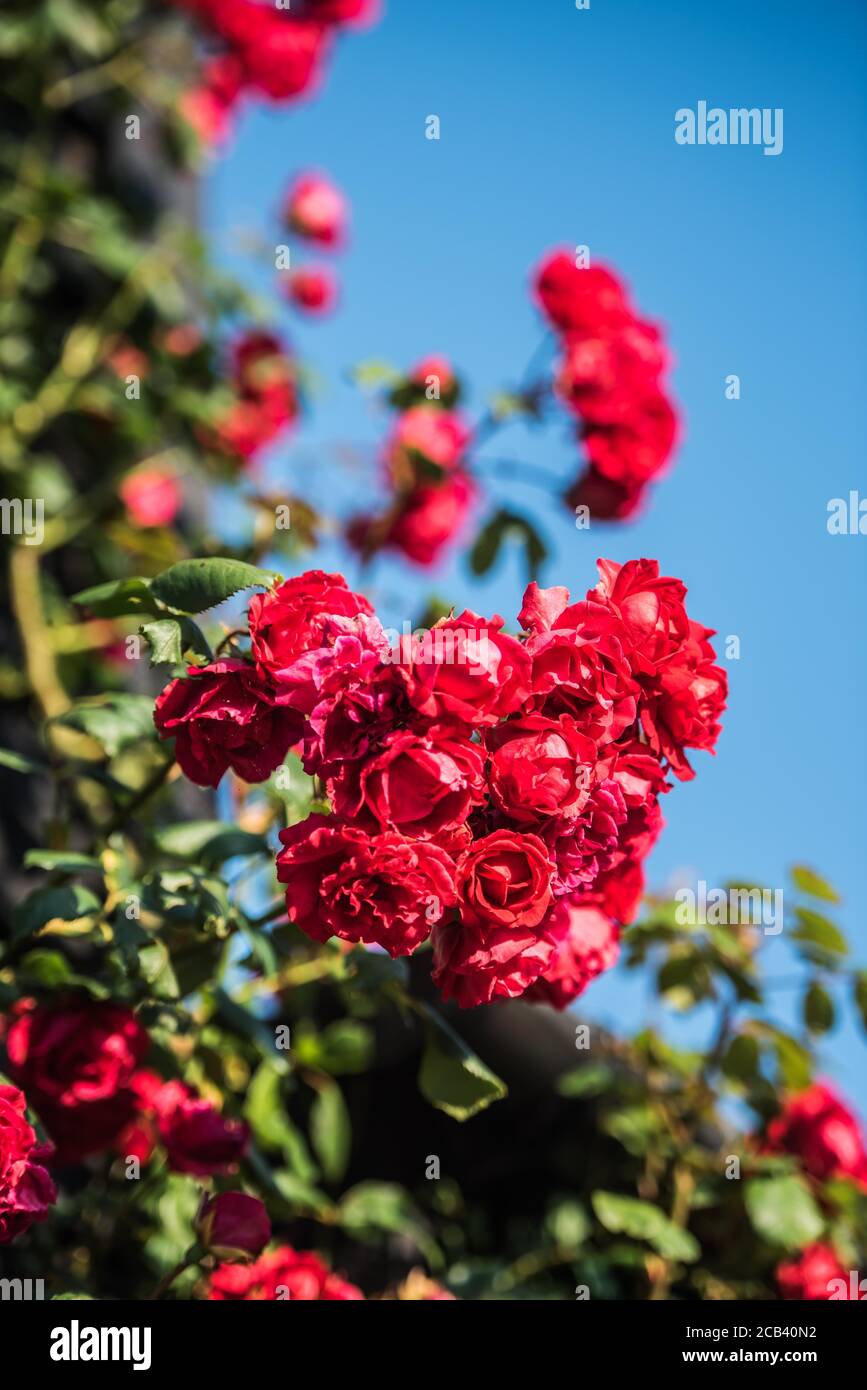 Fuoco selettivo verticale di rose rampicanti rosse Foto Stock
