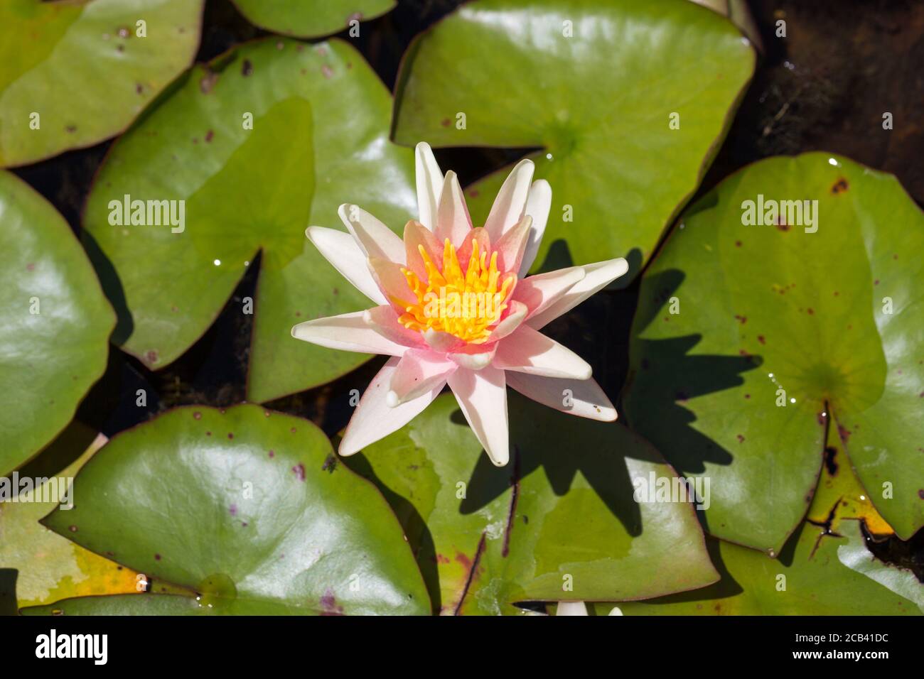 Vista sull'acqua Nymphaea Hybride Sioux. Angolo alto, con foglie intorno al fiore. Foto Stock
