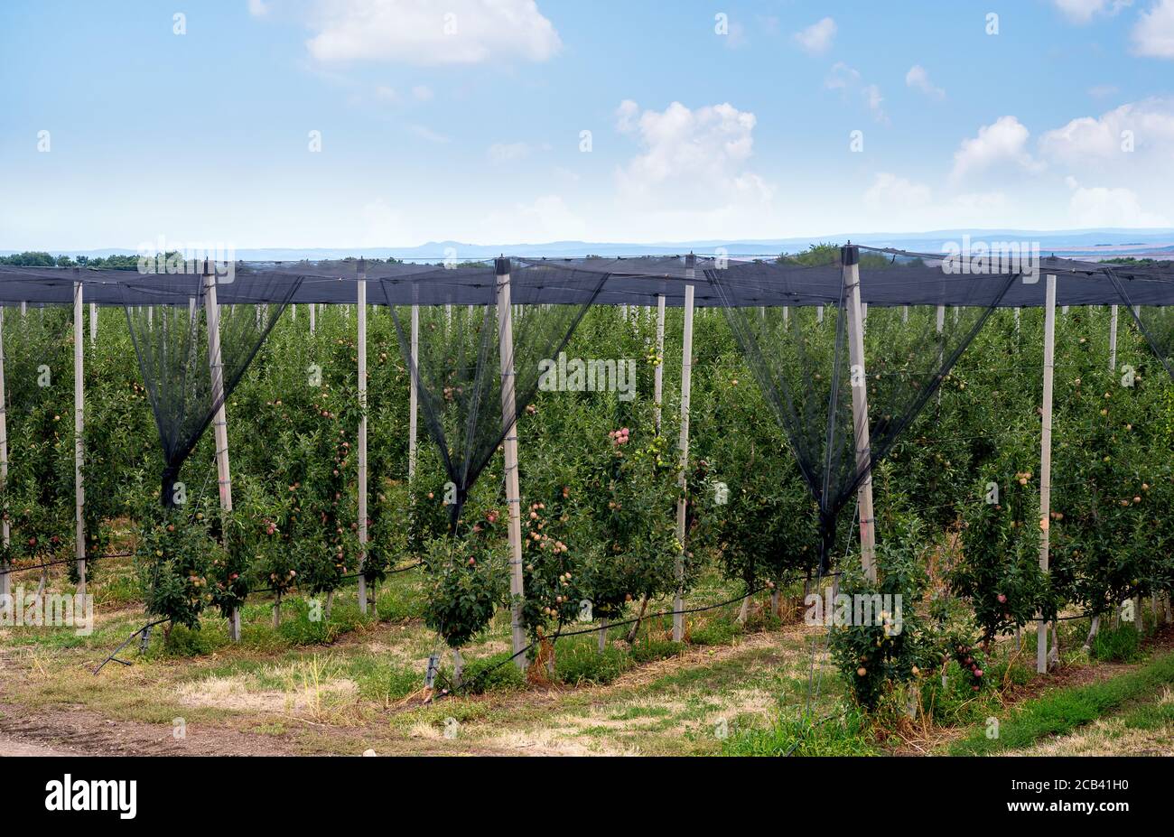 sistema di produzione di frutta a rete anti-grandine Foto Stock