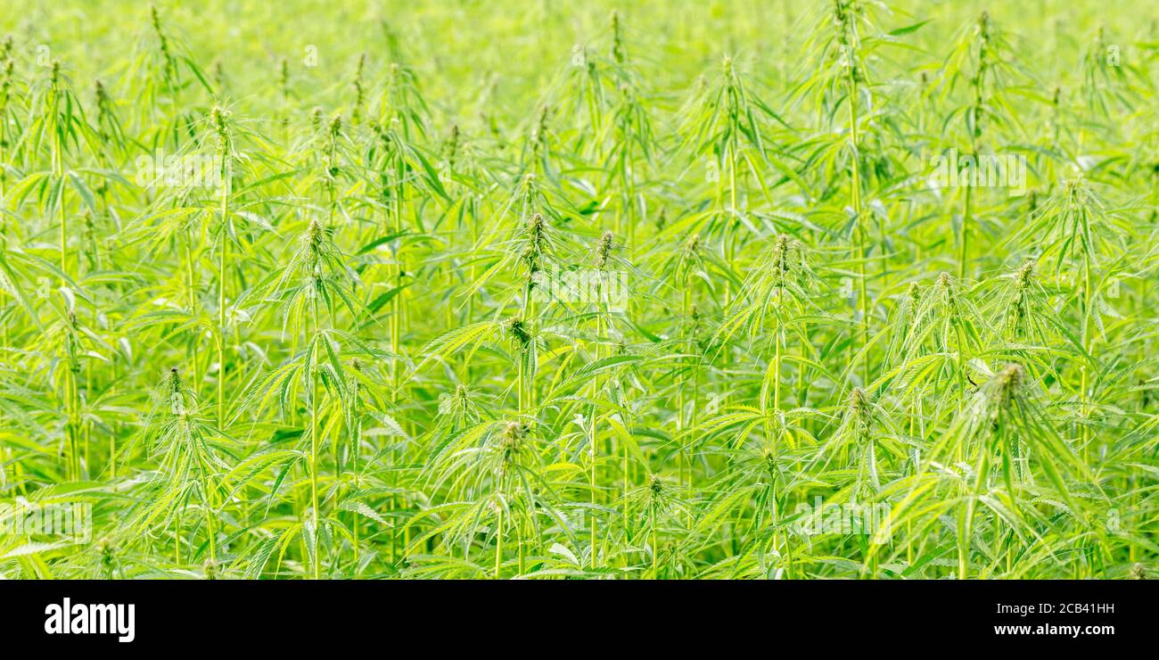 Panorama di un campo di canapa legale / piantagione. Primo piano di vista sulle piante di canapa. Pianta che può essere usata in vari modi. Foto Stock