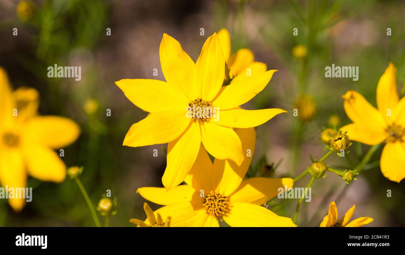 Panorama con fiore giallo Corepsis verticillata. Vista ravvicinata. I nomi comuni includono i semi di zenzero, i semi di zenzero e la pentola d'oro. Foto Stock