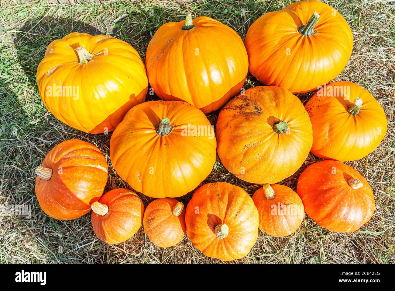 Naturale autunno vista zucca su eco fattoria sfondo. Sfondo ispirato a ottobre o settembre. Cambiamento di stagione, concetto di cibo biologico maturo. Festa di Halloween giorno del Ringraziamento Foto Stock