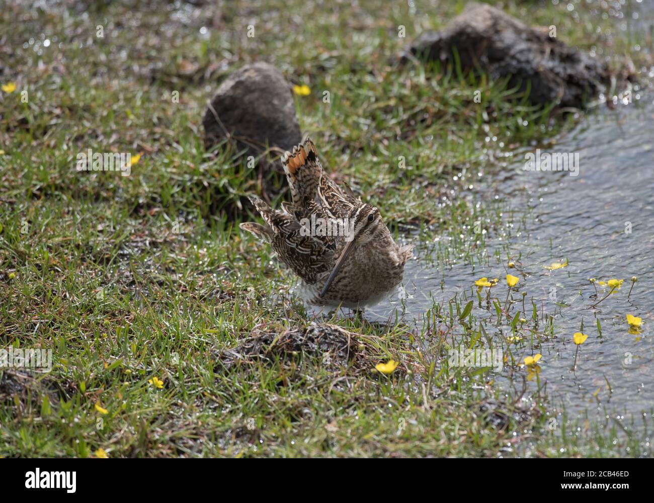 Snipe comune sul bordo di un lago a Fetlar, Shetland, Regno Unito Foto Stock