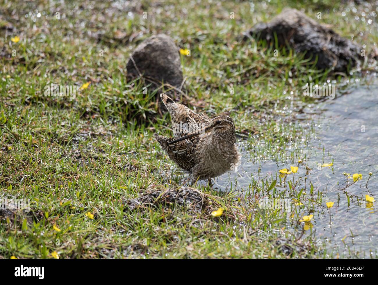 Snipe comune sul bordo di un lago a Fetlar, Shetland, Regno Unito Foto Stock