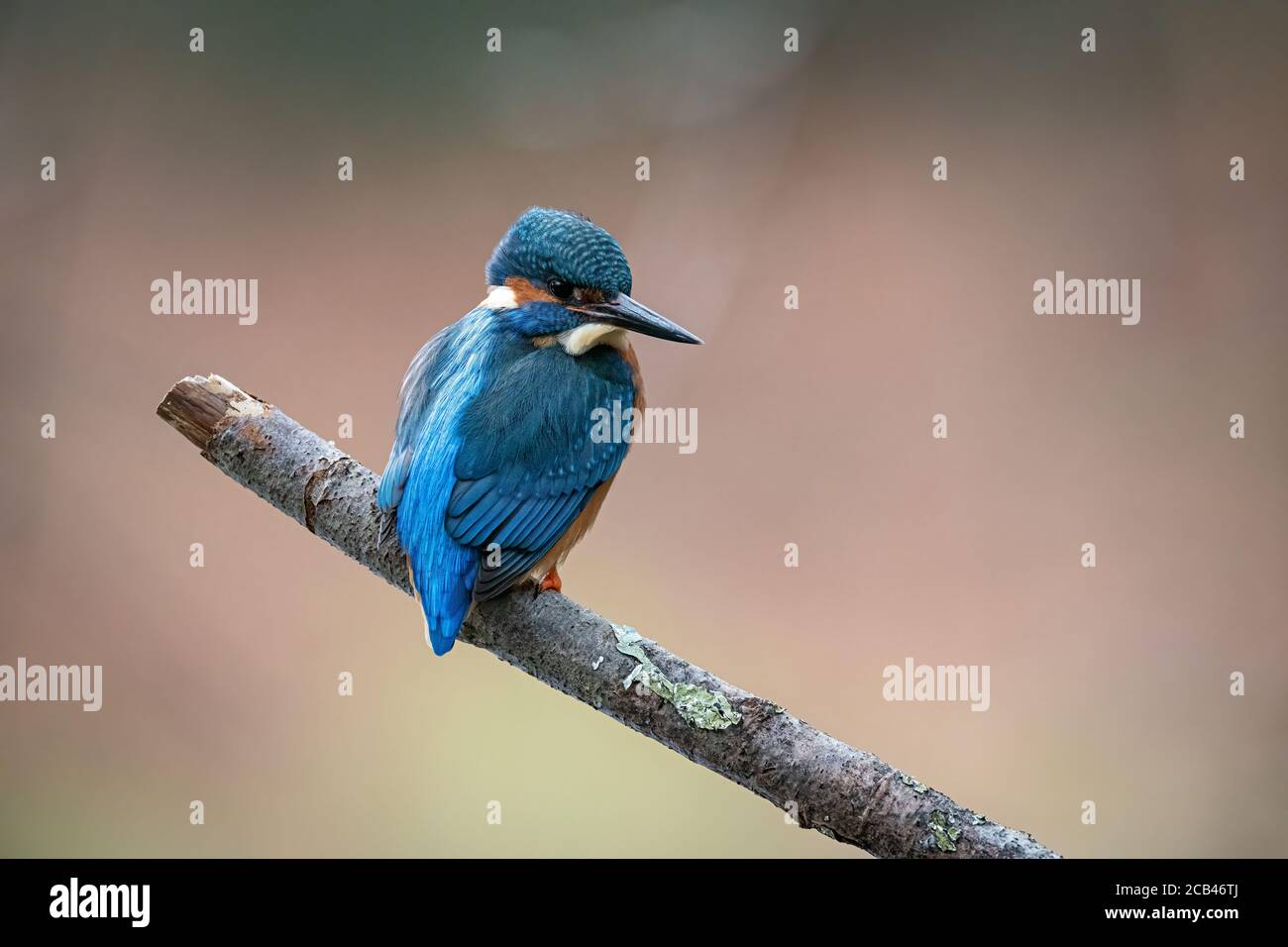 Maschio Kingfisher su una diramazione vista posteriore, Hampshire, Regno Unito Foto Stock