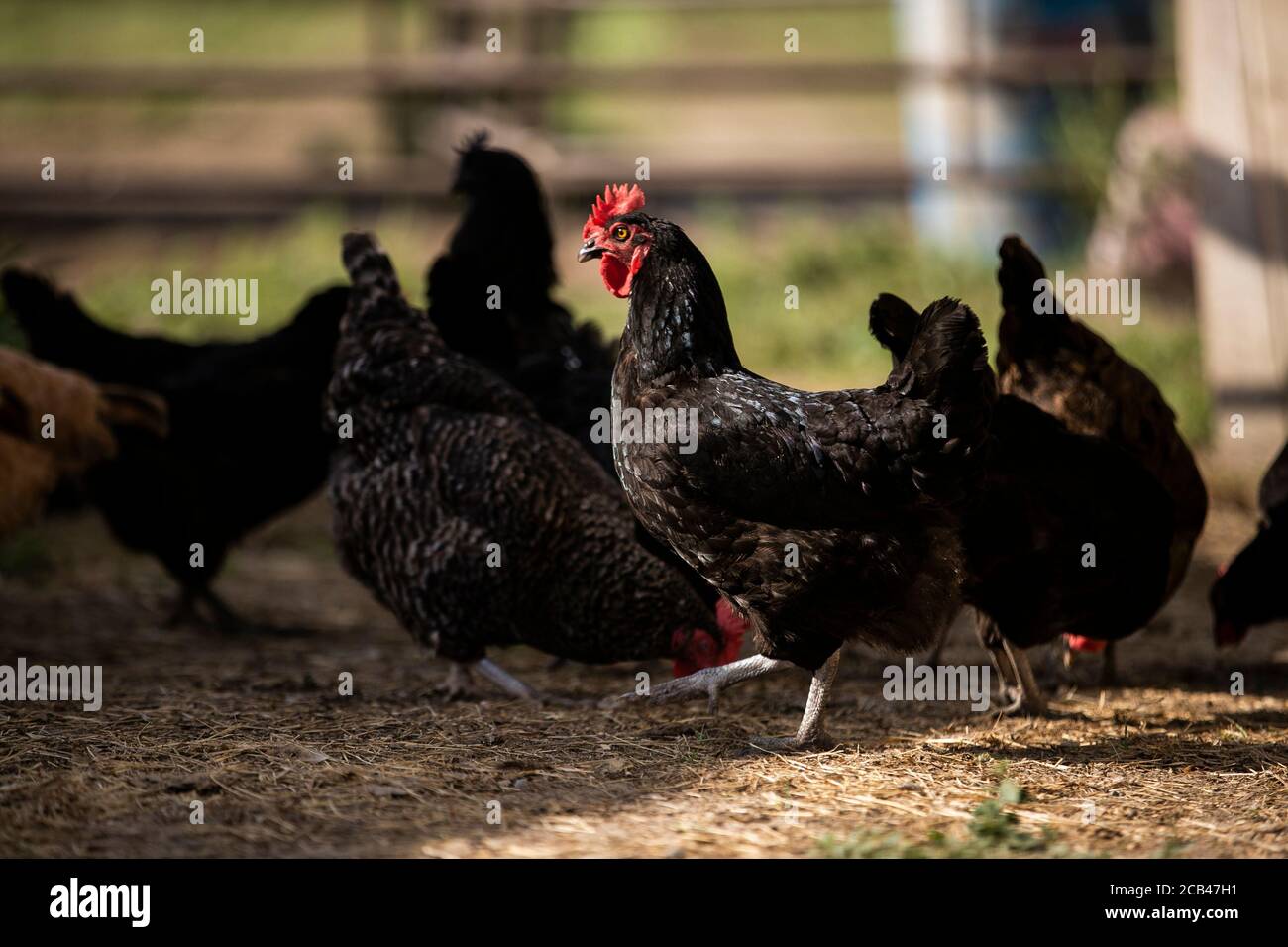 Vari animali da fattoria come maiali, cavalli e mucche in una fattoria in Texas. Foto Stock