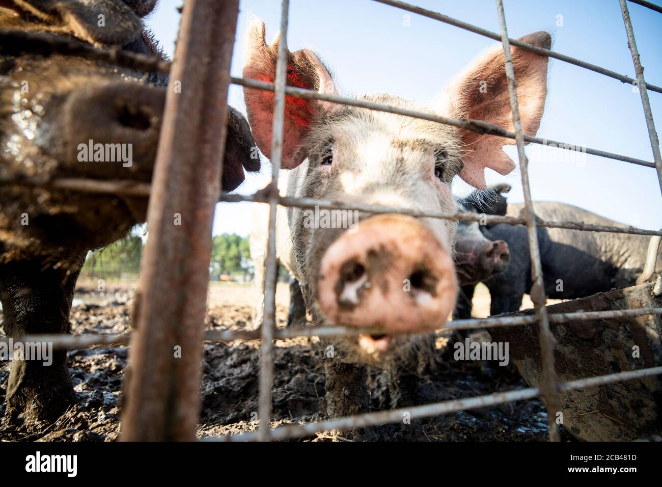 Vari animali da fattoria come maiali, cavalli e mucche in una fattoria in Texas. Foto Stock