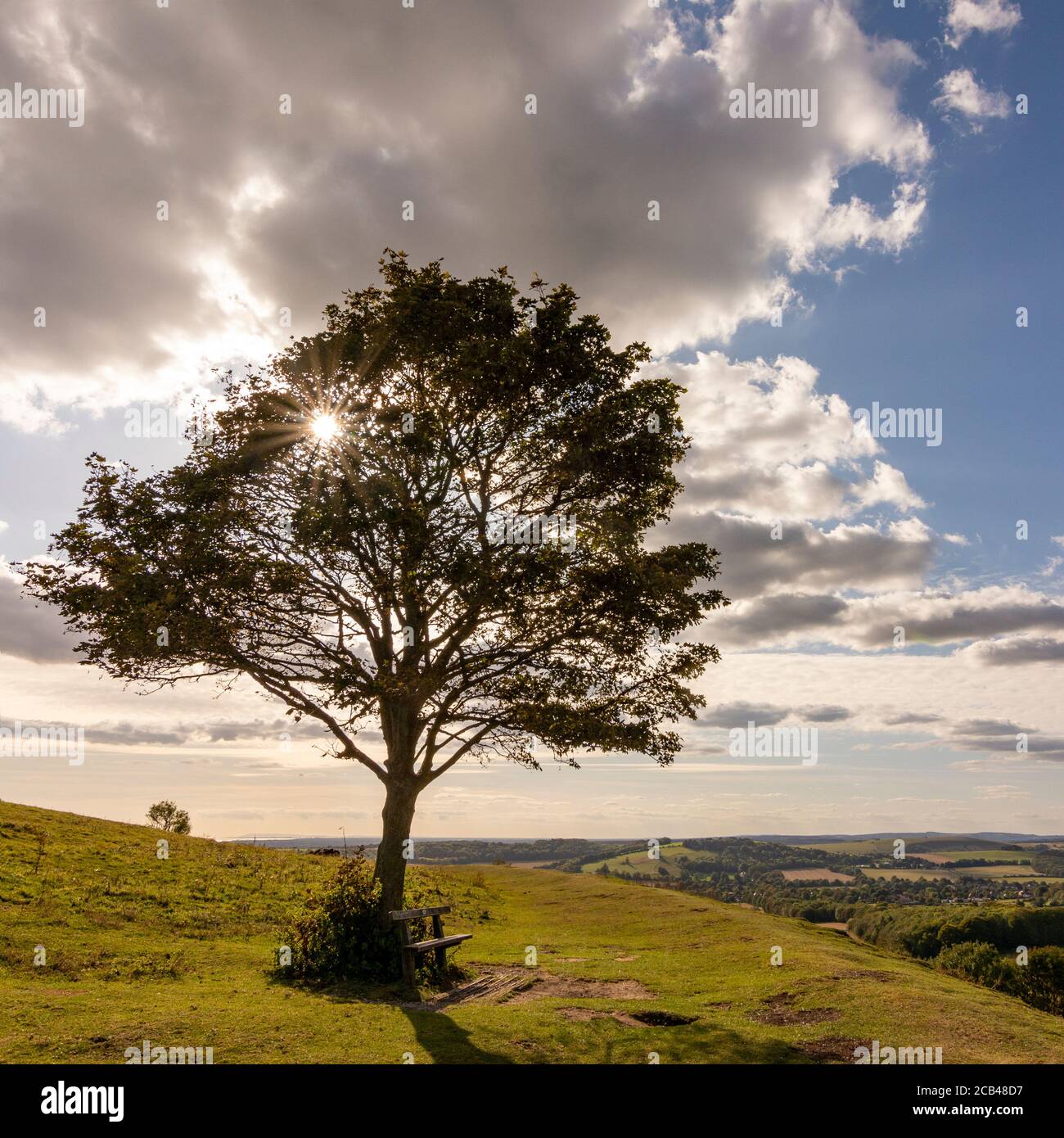 Un albero solitario (e banco) sul versante nord in alto terrapieno sul Cissbury Ring, South Downs National Park, West Sussex. Foto Stock