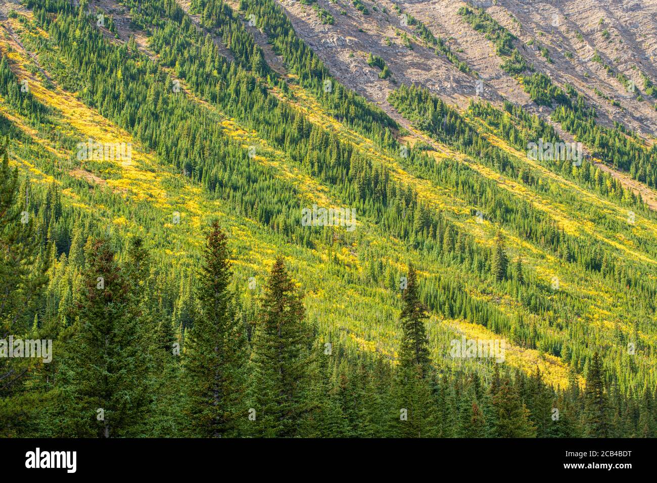 Colore autunnale sulle piste alpine, Peter Lougheed Provincial Park, Alberta, Canada Foto Stock